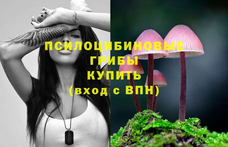 Псилоцибиновые грибы Psilocybe  Нижний Ломов 